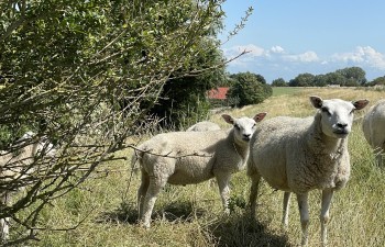 TenZer HotelHouses Hotelhuisjes Schapen